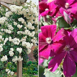 Ofertă specială! Duo de trandafir și clematis White-Pink, set de 2 soiuri imagine 5