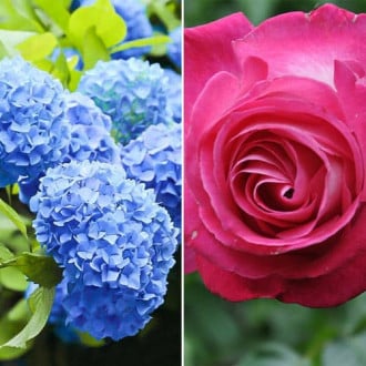 Ofertă specială! Duo de trandafir și hortensie Blue Dreams, set de 2 soiuri imagine 1