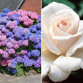 Ofertă specială! Duo de trandafir și hortensie Floral Rainbow, set de 2 soiuri imagine 6