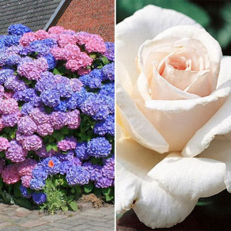 Ofertă specială! Duo de trandafir și hortensie Floral Rainbow, set de 2 soiuri imagine 1