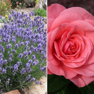 Ofertă specială! Duo de trandafir și lavandă Romantic Summer, set de 2 soiuri imagine 6