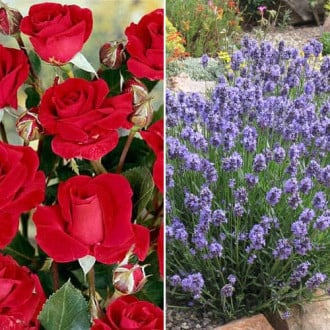 Ofertă specială! Duo de trandafir și lavandă Scented Couple, set de 2 soiuri imagine 5