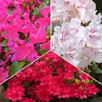Ofertă specială! Rhododendroni Trio, set de 3 soiuri imagine 5