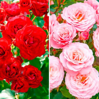 Trandafiri floribunda Duo, set de 2 soiuri imagine 6