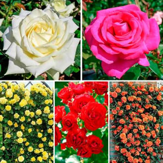 Ofertă specială! Trandafiri Flower symphony, set de 5 soiuri imagine 5
