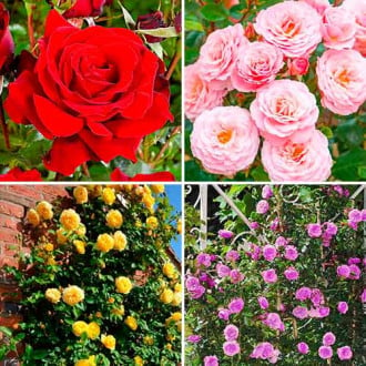 Ofertă specială! Trandafiri Hit of the season, set de 4 soiuri imagine 1