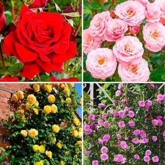 Ofertă specială! Trandafiri Hit of the season, set de 4 soiuri imagine 4