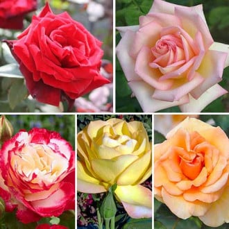Ofertă specială! Trandafiri teahibrizi Perfume, set de 5 soiuri imagine 4