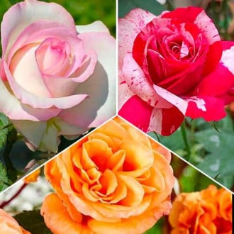 Ofertă specială! Trandafiri teahibrizi, set de 3 soiuri imagine 5