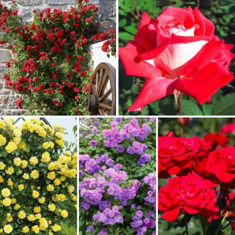 Ofertă specială! Trandafiri Top garden, set de 5 soiuri imagine 2