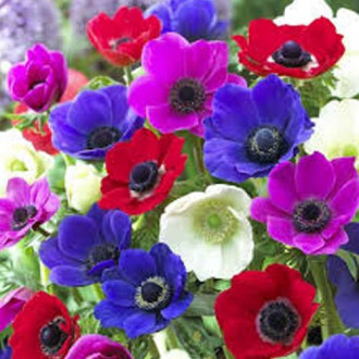 Pachet economic! Anemone The Caen mix multicolor imagine 4