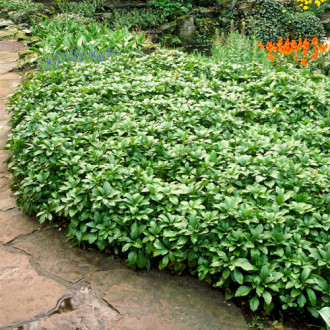 Pachysandra Green Carpet imagine 1