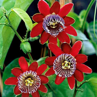 Floarea pasiunii (Passiflora) Alata Red imagine 10