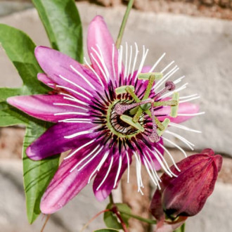 Floarea Pasiunii (Passiflora) Victoria imagine 2