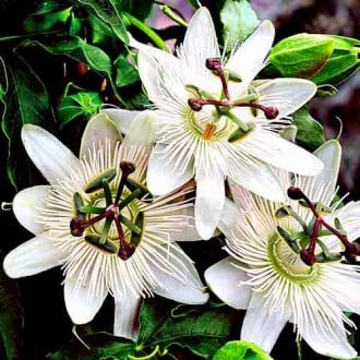 Floarea pasiunii (Passiflora) White imagine 4