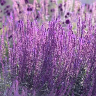 Perovskia atriplicifolia Little Spire, С2 imagine 18