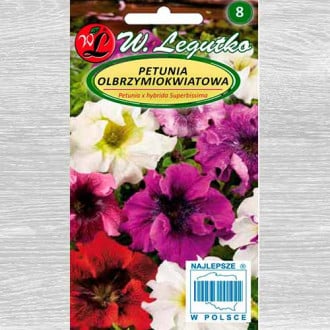 Petunie Superbissima, mix multicolor imagine 4