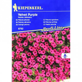 Petunie Velvet Purple F1 Kiepenkerl imagine 6