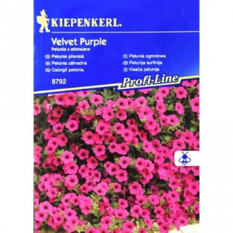 Petunie Velvet Purple F1 Kiepenkerl imagine 3