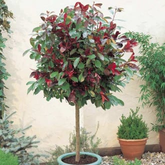 Photinia fraseri Little Red Robin, C3 imagine 6