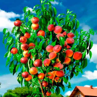 Piersic DUO fotografie 14 Piersic DUO imagine 14