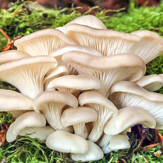 Pleurotus Indian fotografie 10 Pleurotus Indian imagine 10