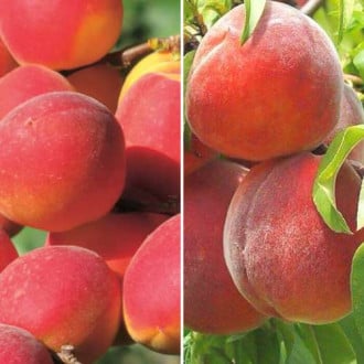 Ofertă specială! Pomi fructiferi Duo roditor, set de 2 soiuri imagine 2