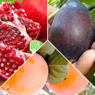 Ofertă specială! Pomi fructiferi Exotic mix, set de 3 soiuri imagine 3