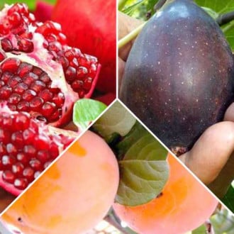 Ofertă specială! Pomi fructiferi Exotic mix, set de 3 soiuri imagine 2