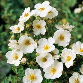 Potentilla Alba Plena imagine 1