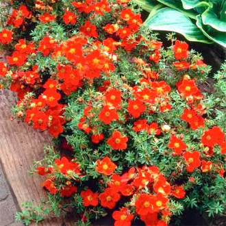 Potentilla fruticosa Red Ace imagine 5