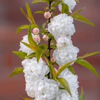 Prunus glandulosa Alba Plena, С2 imagine 2