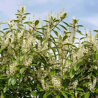 Prunus laurocerasus Rotundifolia, С2 imagine 1