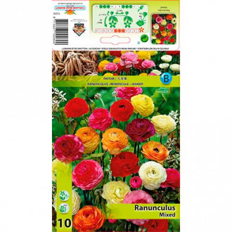 Ranunculus Pastell mix multicolor imagine 6