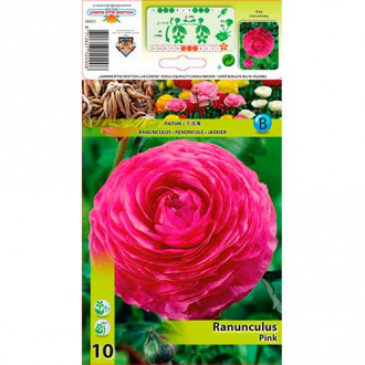 Ranunculus Pink imagine 3