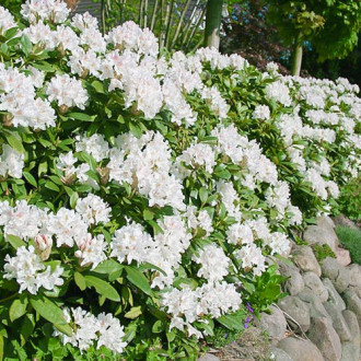 Rhododendron Cunningham White imagine 3