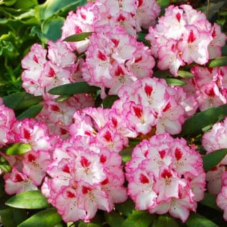 Rhododendron Danuta imagine 3