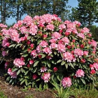 Rhododendron Fantasy imagine 5