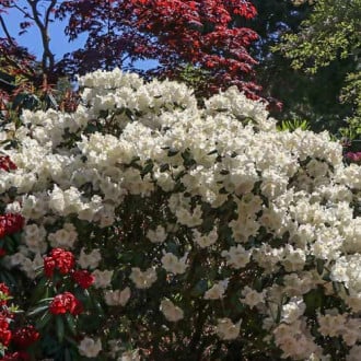 Rhododendron Gartendirektor Rieger imagine 1