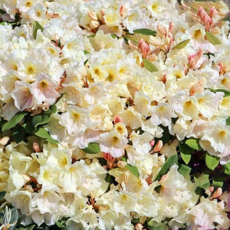 Rhododendron Golden Melody imagine 5