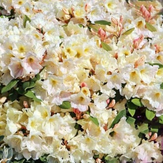 Rhododendron Golden Melody imagine 2