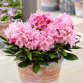 Rhododendron Hania imagine 6