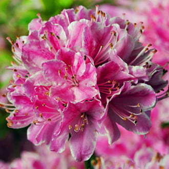 Rhododendron Kermesina Rose imagine 2