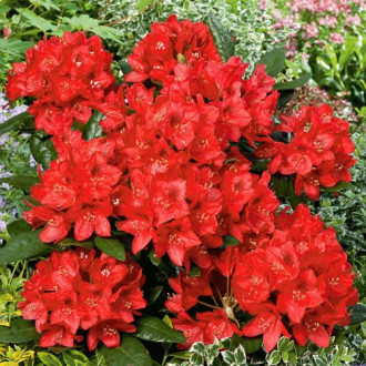 Rhododendron Red Jack imagine 2