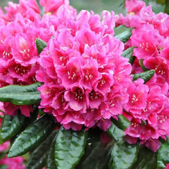 Rhododendron Rodrigo imagine 6