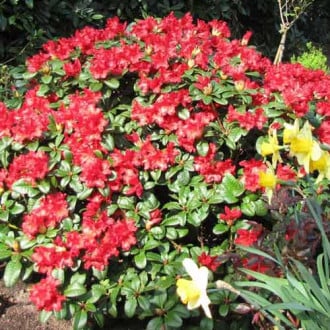 Rhododendron Scarlet Wonder imagine 2