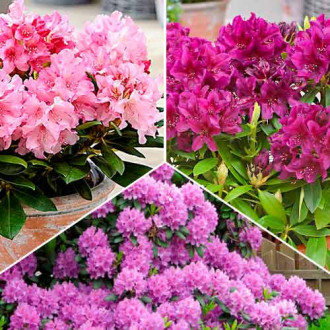 Ofertă specială! Rhododendroni Trio, set de 3 soiuri imagine 4