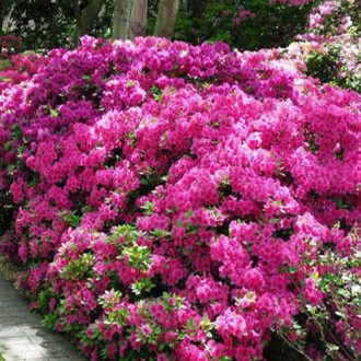 Rhododendron Anouk imagine 6