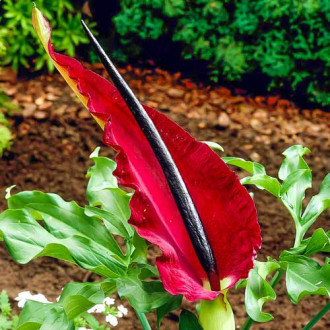Dracunculus Vulgaris imagine 6