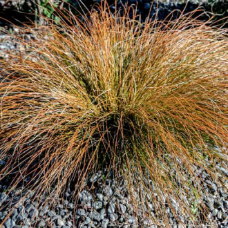 Rogoz (Carex) Prairie Fire imagine 4